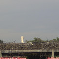 19_45-mast.jpg