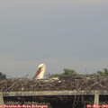 19_50-mast.jpg