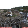 19_50-nest.jpg