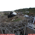 19_55-nest.jpg