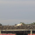 20_00-mast.jpg