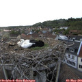 20_00-nest.jpg