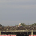20_10-mast.jpg