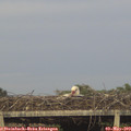 20_15-mast.jpg
