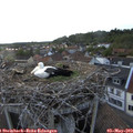 20_15-nest.jpg
