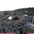 20_20-nest.jpg