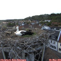 20_25-nest.jpg