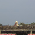 20_30-mast.jpg