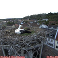 20_35-nest.jpg