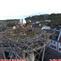 06_00-nest.jpg