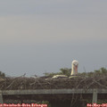 06_25-mast.jpg