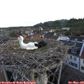 06_25-nest.jpg