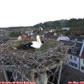 06_30-nest.jpg