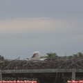 06_35-mast.jpg