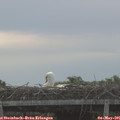 06_40-mast.jpg