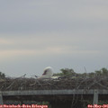 06_45-mast.jpg