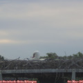 06_50-mast.jpg