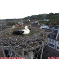06_50-nest.jpg