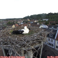 06_55-nest.jpg