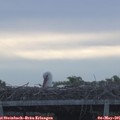07_00-mast.jpg