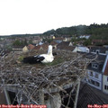07_00-nest.jpg