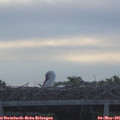 07_10-mast.jpg