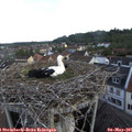 07_10-nest.jpg