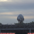 07_15-mast.jpg