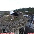 07_15-nest.jpg