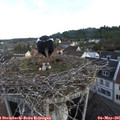 07_20-nest.jpg