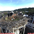 07_30-nest.jpg