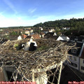 07_50-nest.jpg