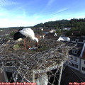 08_05-nest.jpg