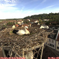 08_10-nest.jpg