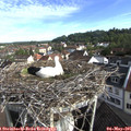08_15-nest.jpg