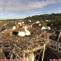 08_20-nest.jpg