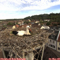 08_25-nest.jpg
