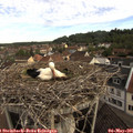 08_30-nest.jpg