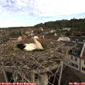 08_35-nest.jpg