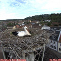 08_40-nest.jpg