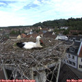 08_45-nest.jpg