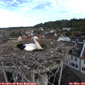 08_50-nest.jpg