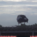 08_55-mast.jpg