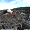 08_55-nest.jpg