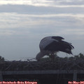 09_00-mast.jpg