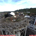 09_00-nest.jpg