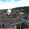 09_05-nest.jpg