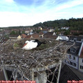 09_10-nest.jpg