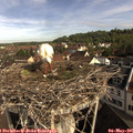 09_15-nest.jpg