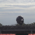 09_20-mast.jpg